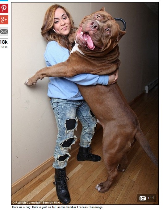 Tamanho de pitbull clearance