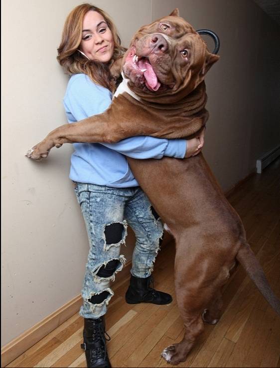 O pitbull mais grande do mundo clearance
