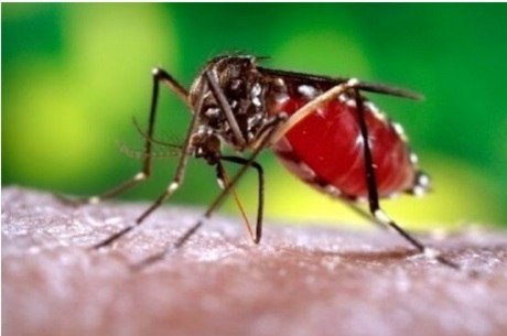 São Paulo lidera rankings de dengue por cidade