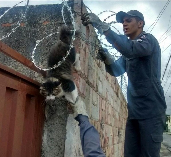 Bombeiros Resgatam Gato Preso Em Cerca Cortante Em Contagem (MG ...