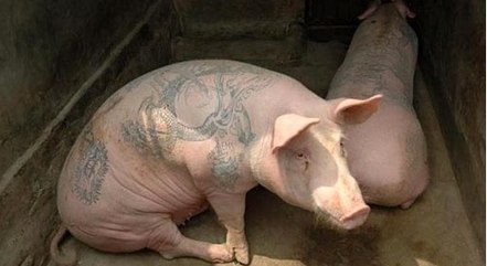 Medida proíbe tatuagens em animais