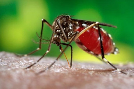 Dengue cresceu 240% neste ano