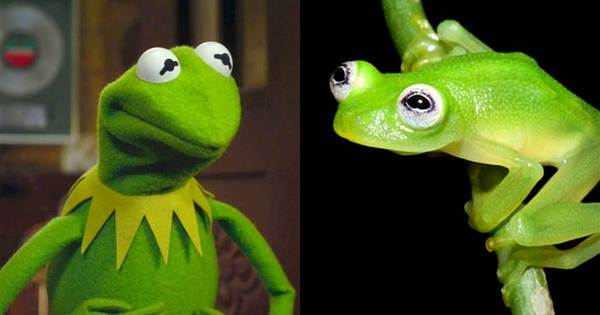 Ele existe mesmo! Cientistas encontram espécie de sapo que é a cara do