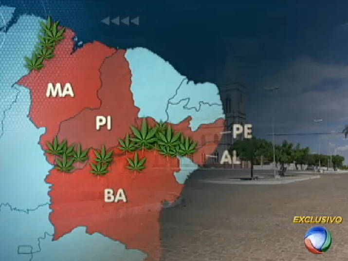 Polígono da Maconha sertão nordestino reúne a maior concentração de plantio da droga no país Polígono da Maconha sertão nordestino reúne a maior concentração de plantio da droga no país
