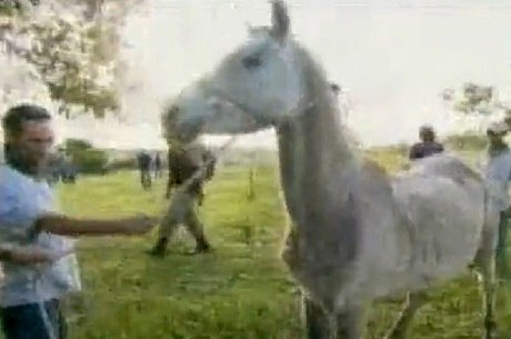 Vídeo: carroceiro é flagrado espancando cavalo com chicote no Guará