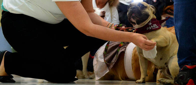 Além de vacinação e saúde dos animais, voluntárias limpam as patinhas dos cães antes de entrar no hospital Além de vacinação e saúde dos animais, voluntárias limpam as patinhas dos cães antes de entrar no hospital