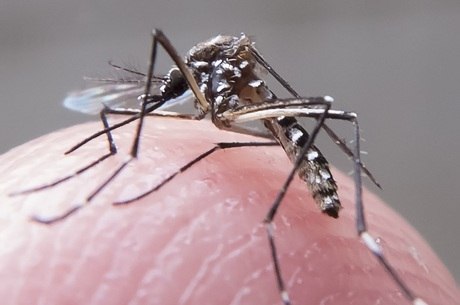 Epidemia de dengue em São Paulo ainda assusta