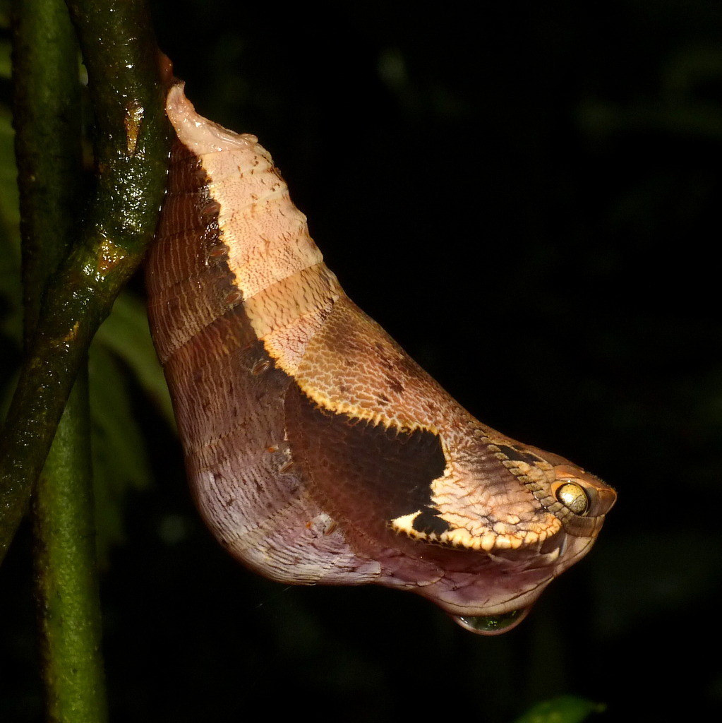 Nem borboleta, nem cobra