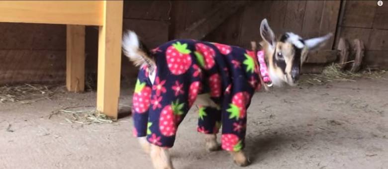 Cabrita de três semanas se diverte de pijama em estábulo Cabrita de três semanas se diverte de pijama em estábulo