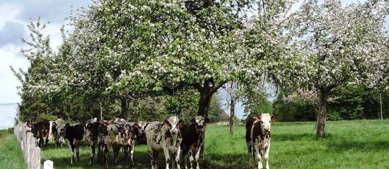Beaumont-en-auge fica do ladinho da cidade de Lixsieux, região da rota da sidra e de estradas floridas