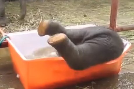 Bebê elefante se desequilibra e cai na banheira