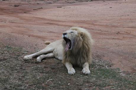 Mulher foi morta por um dos leões no famoso mini safári do Lion Park