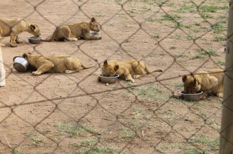 O Lion Park oferece diversas atrações e ganha muito dinheiro com os  animais  matindos em cativeiro
