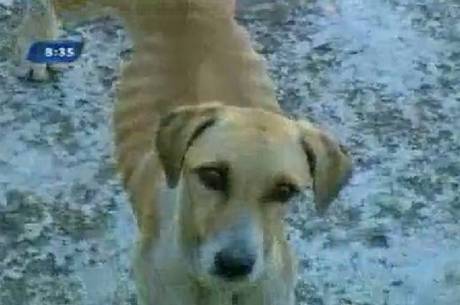 Animais aparentam extrema magreza, segundo vizinhos Animais aparentam extrema magreza, segundo vizinhos