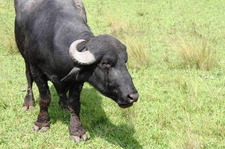 Búfalo Murrah é uma das raças mais comuns criadas no Brasil