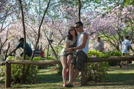 Parque do Carmo tem mais de 4 mil cerejeiras
