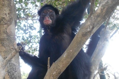 Macaco Aranha de Cara Preta, Fundação Parque Zoológico de S…