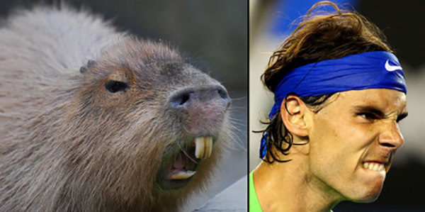 10 fotos que provam que Rafael Nadal é uma capivara - Fotos - R7 Mais  Esportes