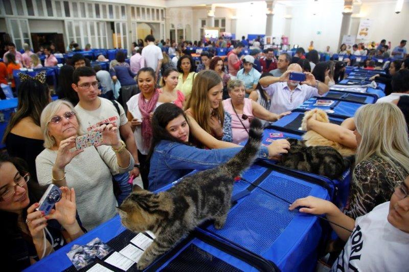 Fotos: Evento reúne 360 gatos de 23 raças diferentes em São Paulo