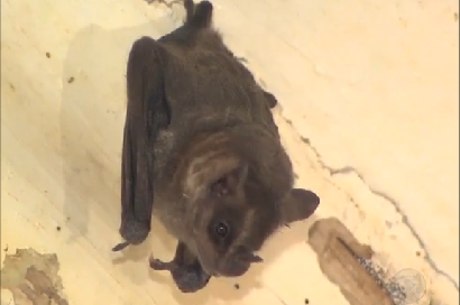 Qualquer mordida de morcego seja investigada