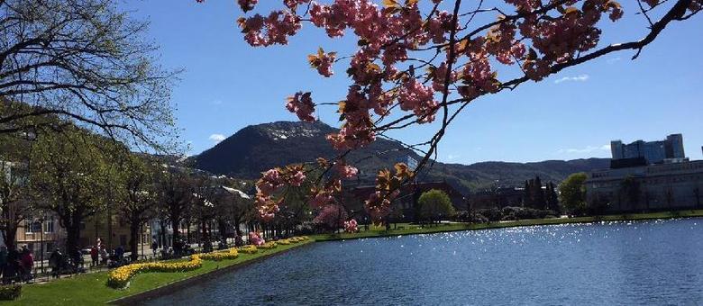 Passeie entre cerejeiras floridas em Bergen, a cidade das sete montanhas que inspirou Frozen