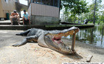 Crocodilo gigantesco causa entupimento de esgoto #criador