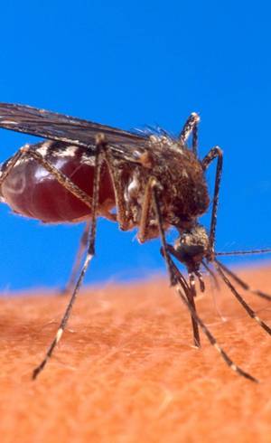 Mosquito Aedes aegypti é transmissor do zika vírus