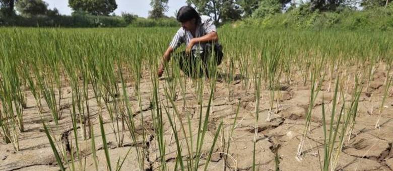 Aumento da temperatura global está gerando secas e afetando a produção de alimentos
Aumento da temperatura global está gerando secas e afetando a produção de alimentos