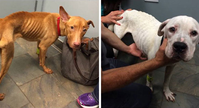 Projeto obriga agressor a pagar tratamento de animal agredido