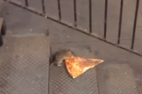 Relembramos um meme chocante: o rato carregando uma pizza em NY - Fotos -  R7 Hora 7