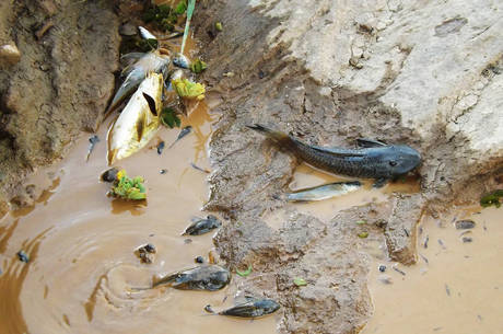 Rejeitos da barragem contaminaram os rios Doce e Gualaxo do Norte Rejeitos da barragem contaminaram os rios Doce e Gualaxo do Norte
