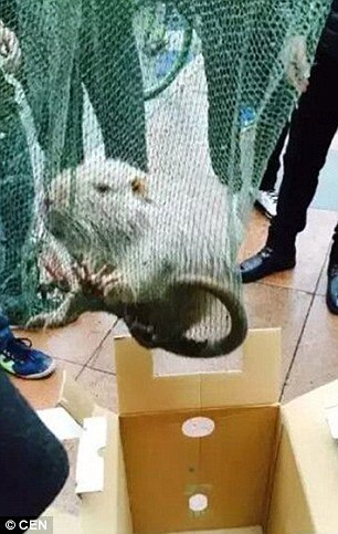 Corre-corre! Rato mutante de um metro foge de laboratório e causa