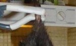 Corre-corre! Rato mutante de um metro foge de laboratório e causa pânico  entre estudantes - Fotos - R7 Hora 7