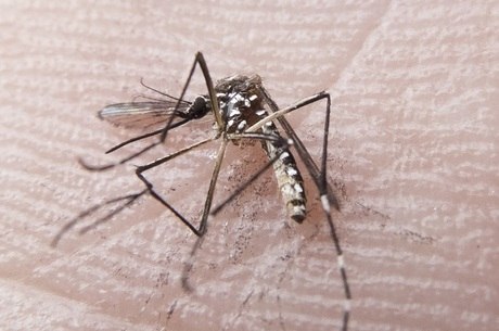Mosquito Aedes aegypti transmite dengue, chikungunya e zika vírus
