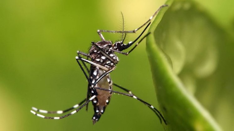 Dengue