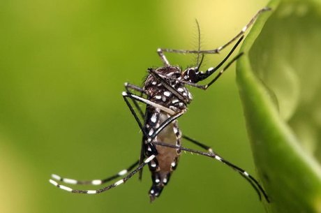 Maioria das pessoas infectadas pelo zika vírus não apresenta sintomas 