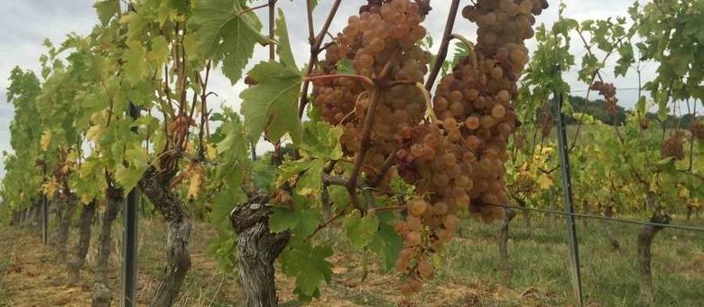 Na visita à vinícola Domaine Duffau, em Gaillac, é possível ver as parreiras e fazer degustação de vinhos da região Na visita à vinícola Domaine Duffau, em Gaillac, é possível ver as parreiras e fazer degustação de vinhos da região