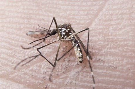 Doença é transmitida pelo Aedes aegypti