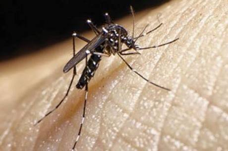 Infectados pelo zika passam bem, afirmou p especialista italiano

