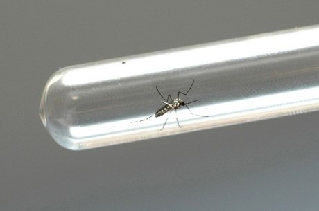 Mosquito Aedes é transmissor do zika vírus, dengue e chikungunya 