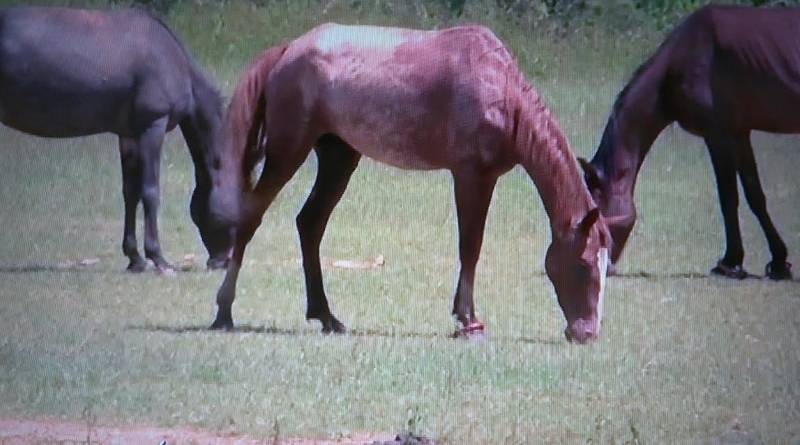 Corda De Amarrar Cavalo