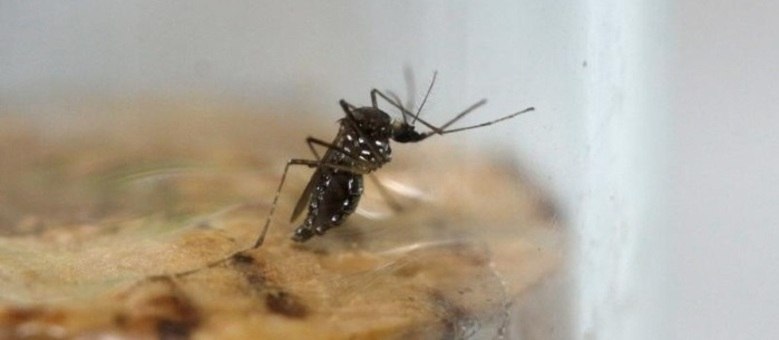 Surto do mosquito transmissor da dengue, zika e chikungunya
