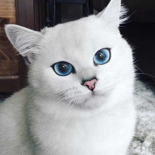 É muita fofura! Gato com olhos azuis faz sucesso e é considerado um dos