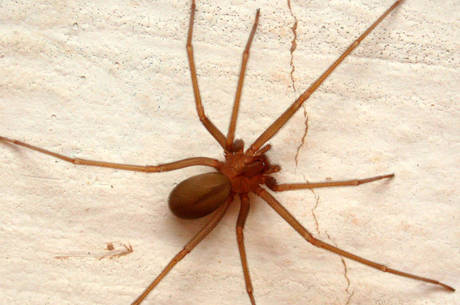 Aranha-marrom é a maior responsável pelos acidentes Aranha-marrom é a maior responsável pelos acidentes