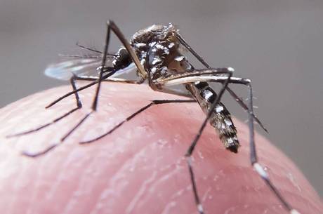 Aedes aegypti e transmissor da dengue, zika vírus e chikungunya