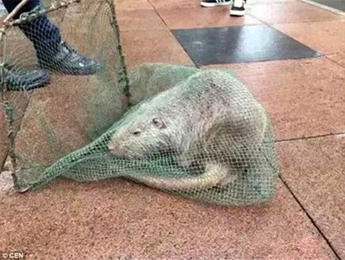 Ratazana gigante come paredes e aterroriza família - Fotos - R7 Hora 7