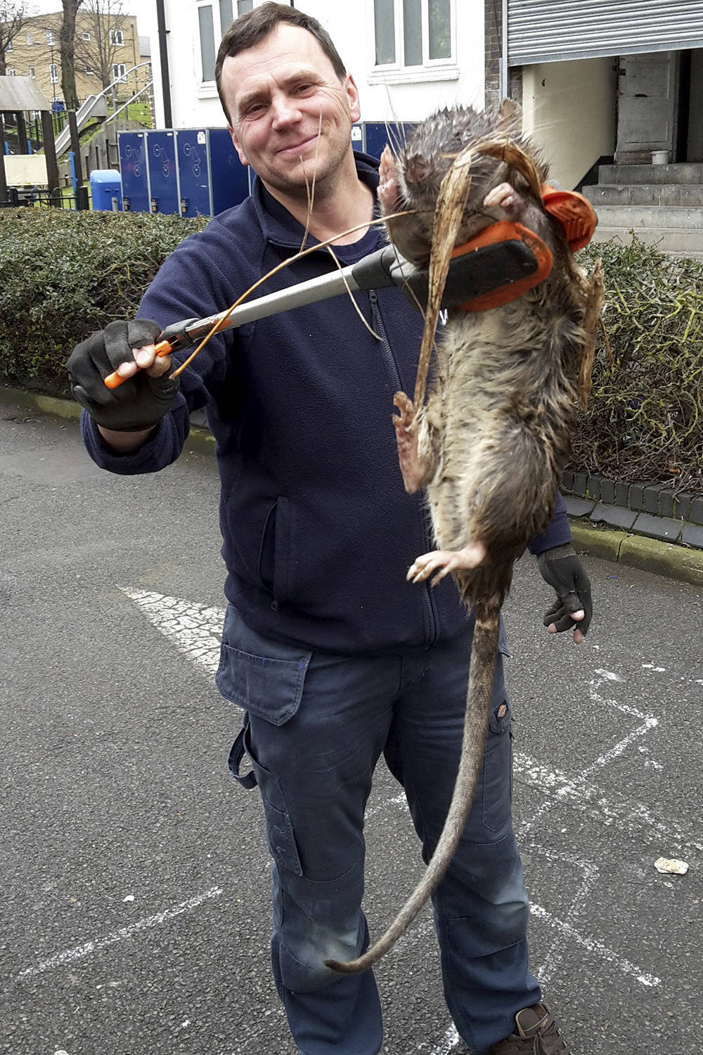 Olha o tamanho desse bicho! Ratazana gigante é capturada e deixa geral com  olhos arregalados de medo - Fotos - R7 Hora 7