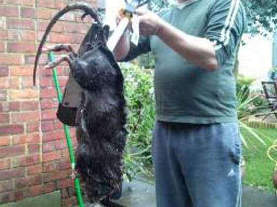 A ratazana gigante de Londres (ou como não devemos confiar em tudo