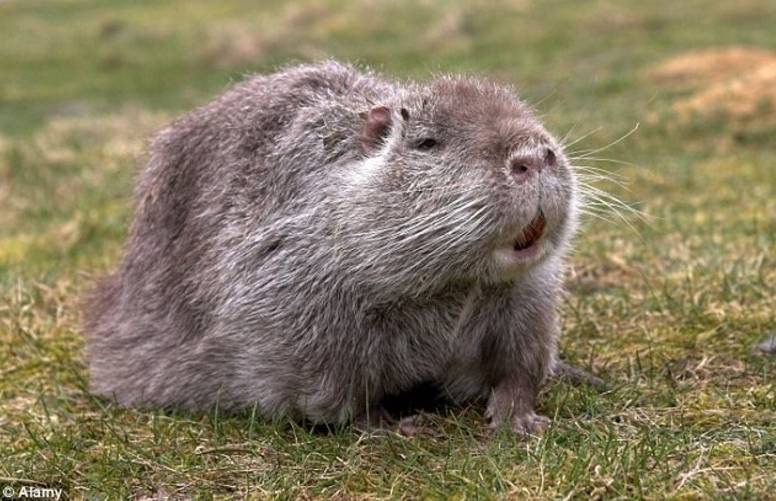 Olha o tamanho desse bicho! Ratazana gigante é capturada e deixa