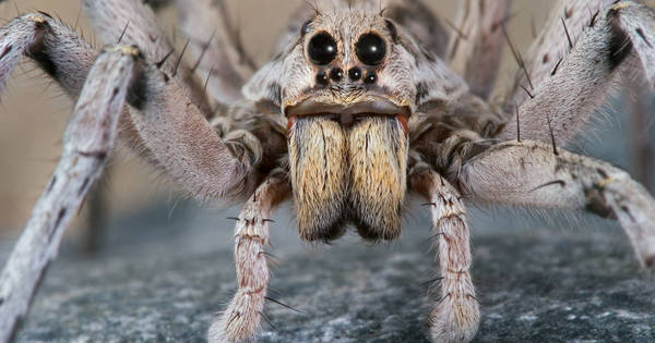 Assustador: maior aranha do mundo é do tamanho de um prato e nem ...